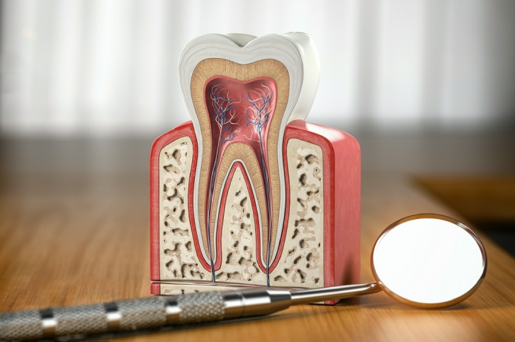 model zęba